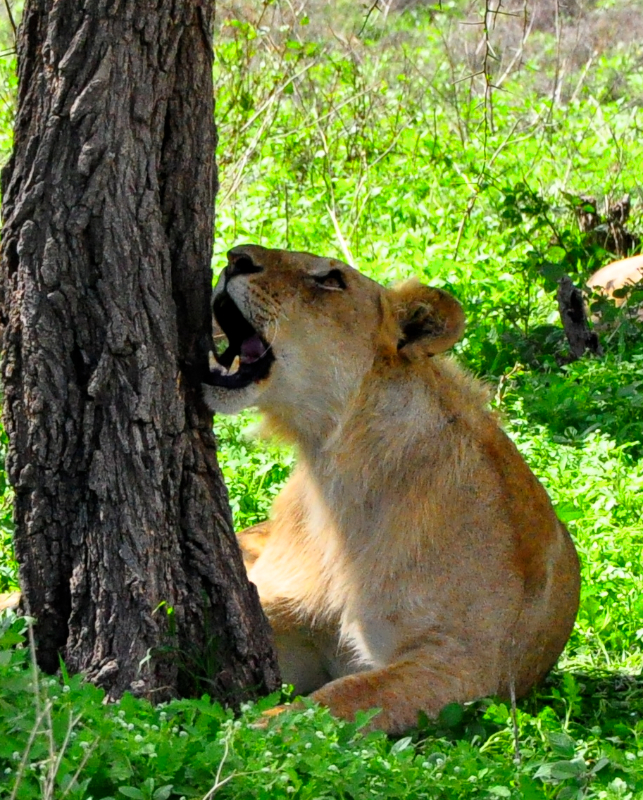Ngorongoro Crater - Serengeti National Park
